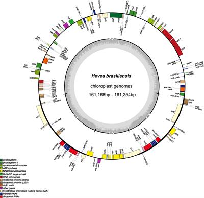 Higher Genomic Variation in Wild Than Cultivated Rubber Trees, Hevea brasiliensis, Revealed by Comparative Analyses of Chloroplast Genomes